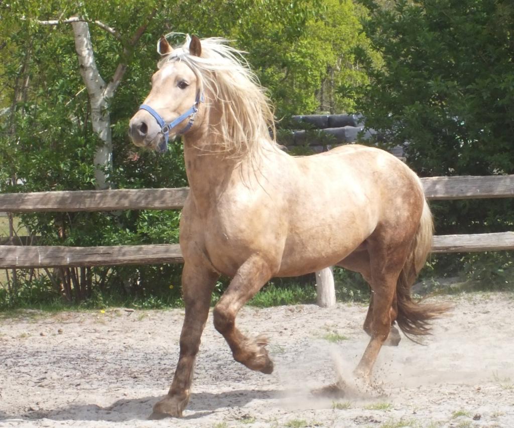 Diverse paarden en pony's.  Dekhengst  en brave merries., Dieren en Toebehoren, Meerdere dieren, E pony (1.48m - 1.57m), Gechipt