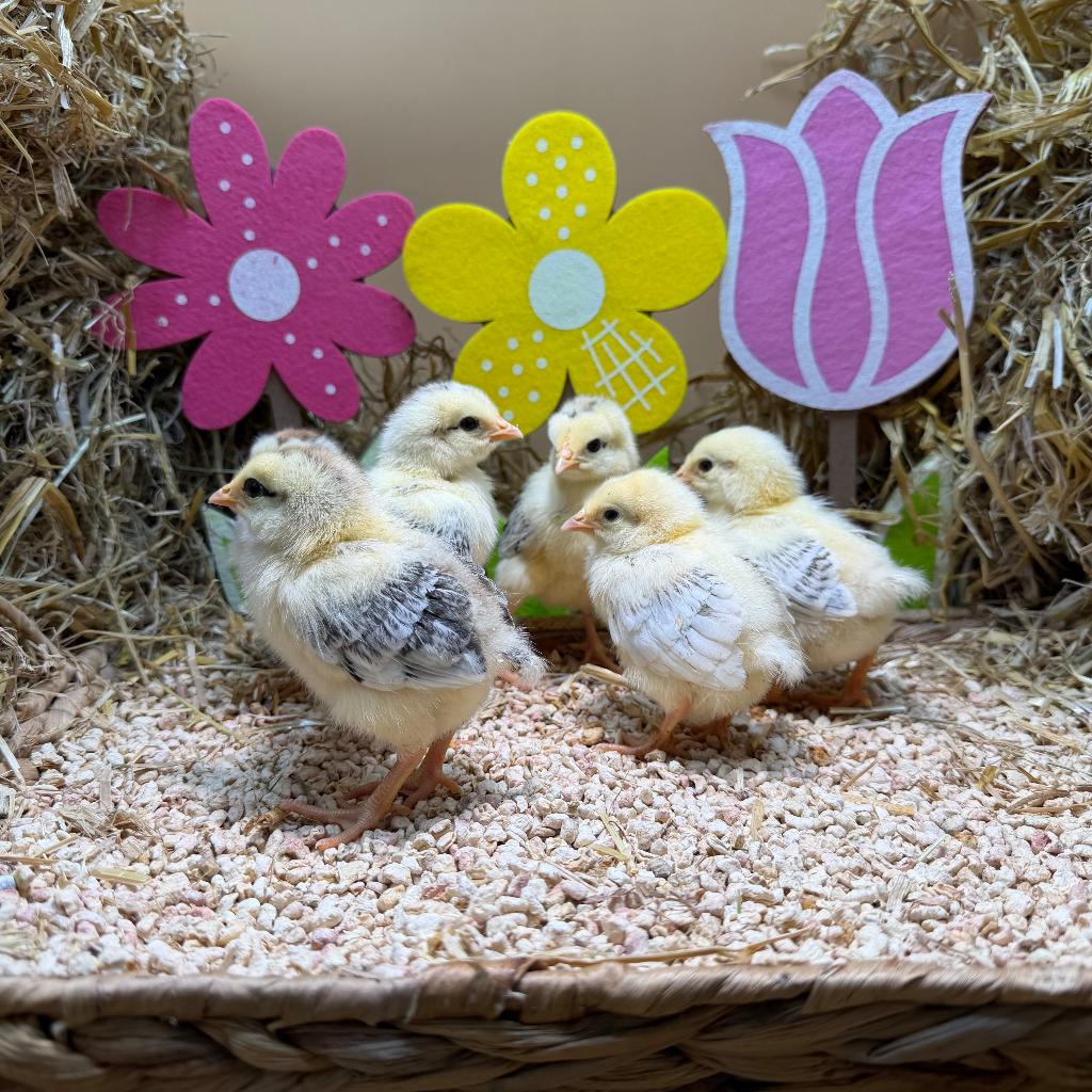 Jonge tamme Sussex kuikens gesekst & ingeënt, Dieren en Toebehoren, Vrouwelijk, Kip