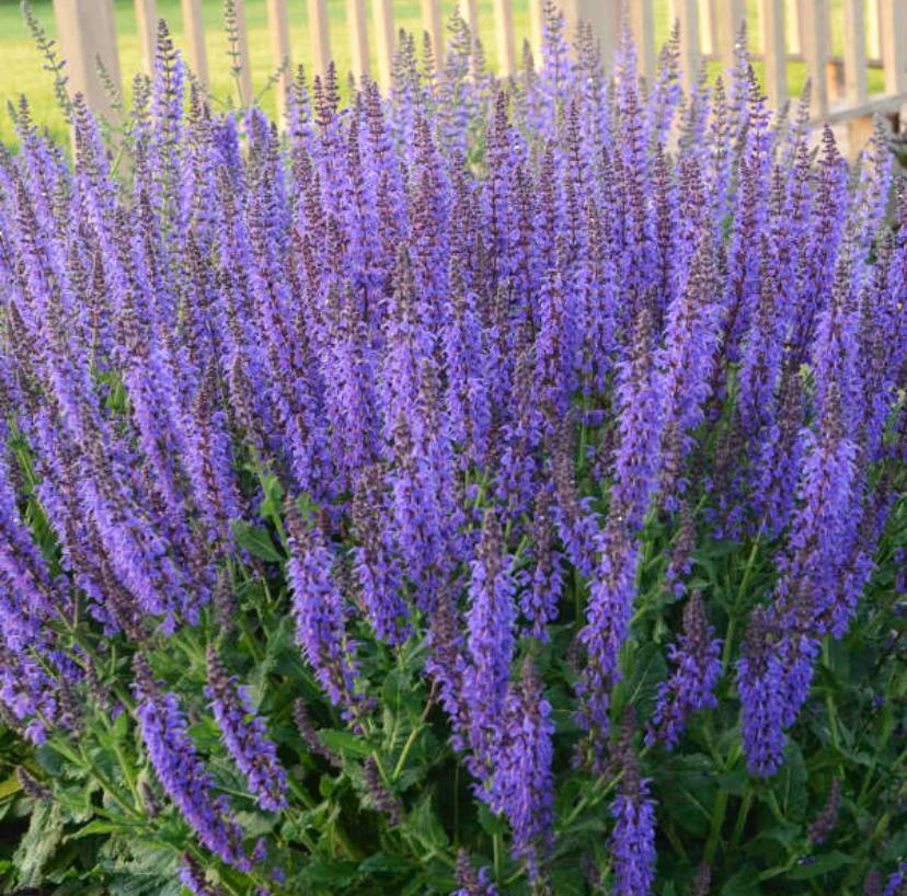 Tuinplanten - Diverse Salvia - Chemievrij, Overige soorten, Volle zon, Vaste plant, Ophalen of Verzenden