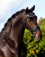 5 jarige Ruin, Dieren en Toebehoren, Paarden, Ruin, Dressuurpaard, 3 tot 6 jaar