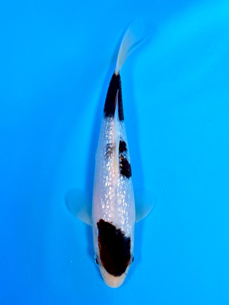 HQ Ginrin Budo Goromo incl Certificaat Marushin Japanse Koi, Karper of Koi