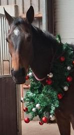 allround merrie paard, Merrie, 160 tot 165 cm, Gechipt, 7 tot 10 jaar