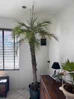 Palmboom phoenix reclinata te koop, Ophalen, 200 cm of meer, Palm, Halfschaduw