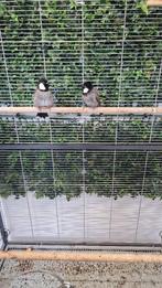 Witoorbuulbuul, Dieren en Toebehoren, Vogels | Overige Vogels, Meerdere dieren, Wildzangvogel, Geringd