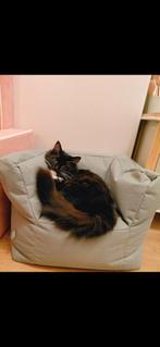 Ragdoll kater (6maanden oud), Kater