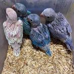 GEZOCHT!!! Pas geboren halsbandparkieten!!, Overige soorten