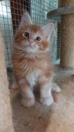 Russische Maine Coon Kitten, Kater, Met stamboom, 0 tot 2 jaar