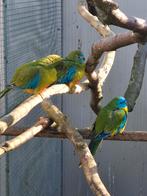 Turquoisines, Meerdere dieren, Parkiet