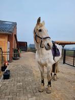 KWPN ruin, superbraaf en goed gereden paard te koop, Met stamboom, Ruin, M, 170 tot 175 cm