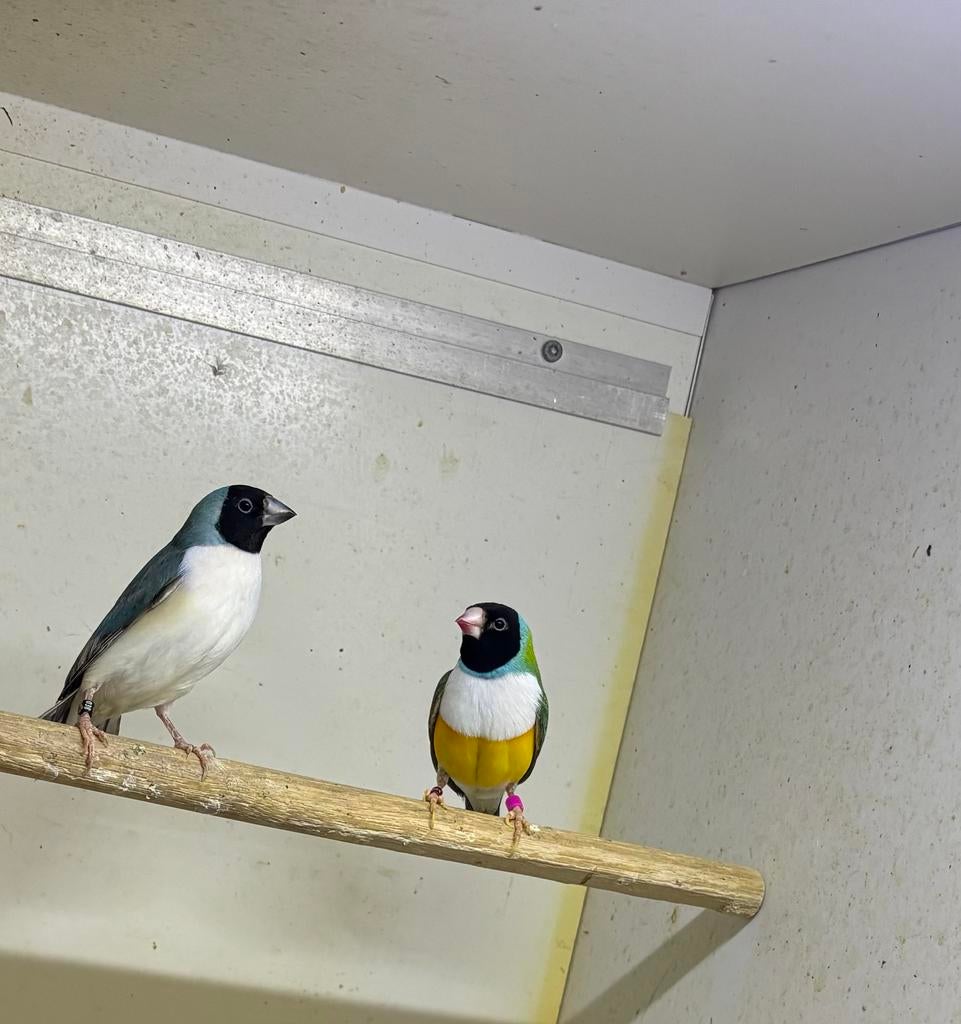 Koppel gouldamadine blauw, Dieren en Toebehoren, Meerdere dieren