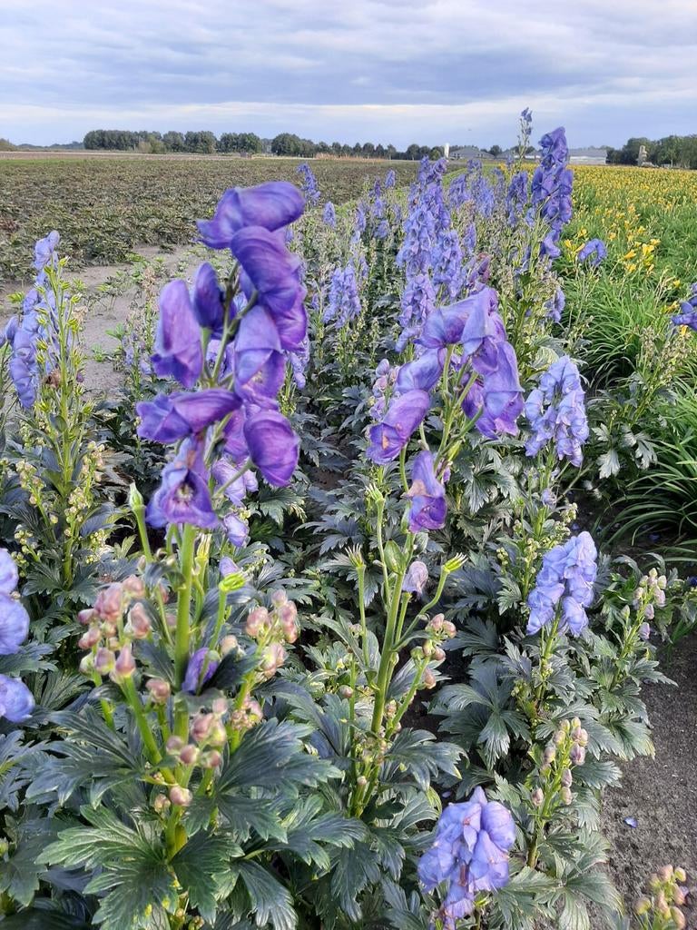 Aconitum 'Arendsii' - Monnikskap  - Inheemse vaste plant, Overige soorten, Vaste plant, Ophalen of Verzenden, Halfschaduw