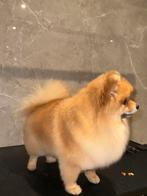 De Pom Salon. Vacht specialist voor Pomeranians., Ophalen, Nieuw
