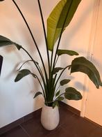 Strelitzia - Paradijsvogelplant inclusief pot, Huis en Inrichting, Kamerplanten, Ophalen, 200 cm of meer, Overige soorten, In pot