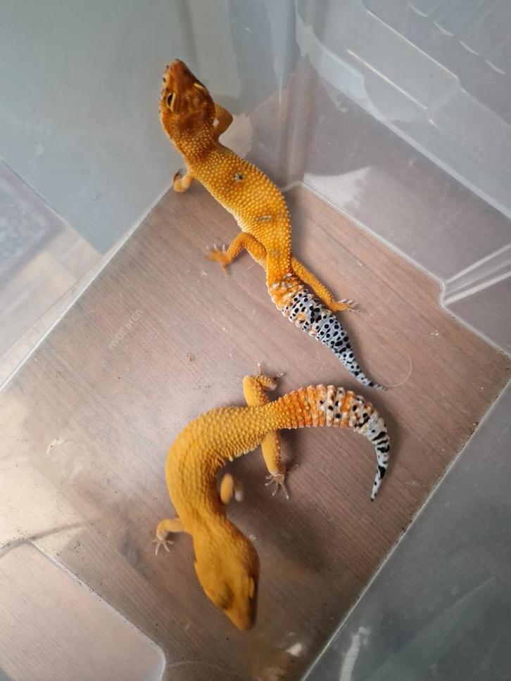 Luipaardgekko Leopard Gecko - female for sale from hofman