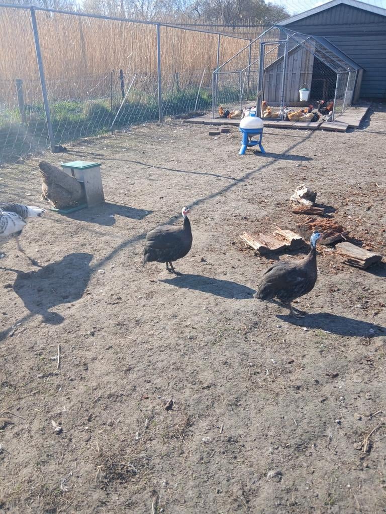 Parelhoenders, Dieren en Toebehoren, Pluimvee, Meerdere dieren, Kip