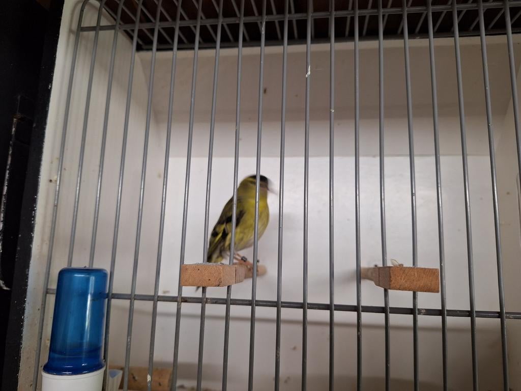 Europese sijs man., Mannelijk, Wildzangvogel