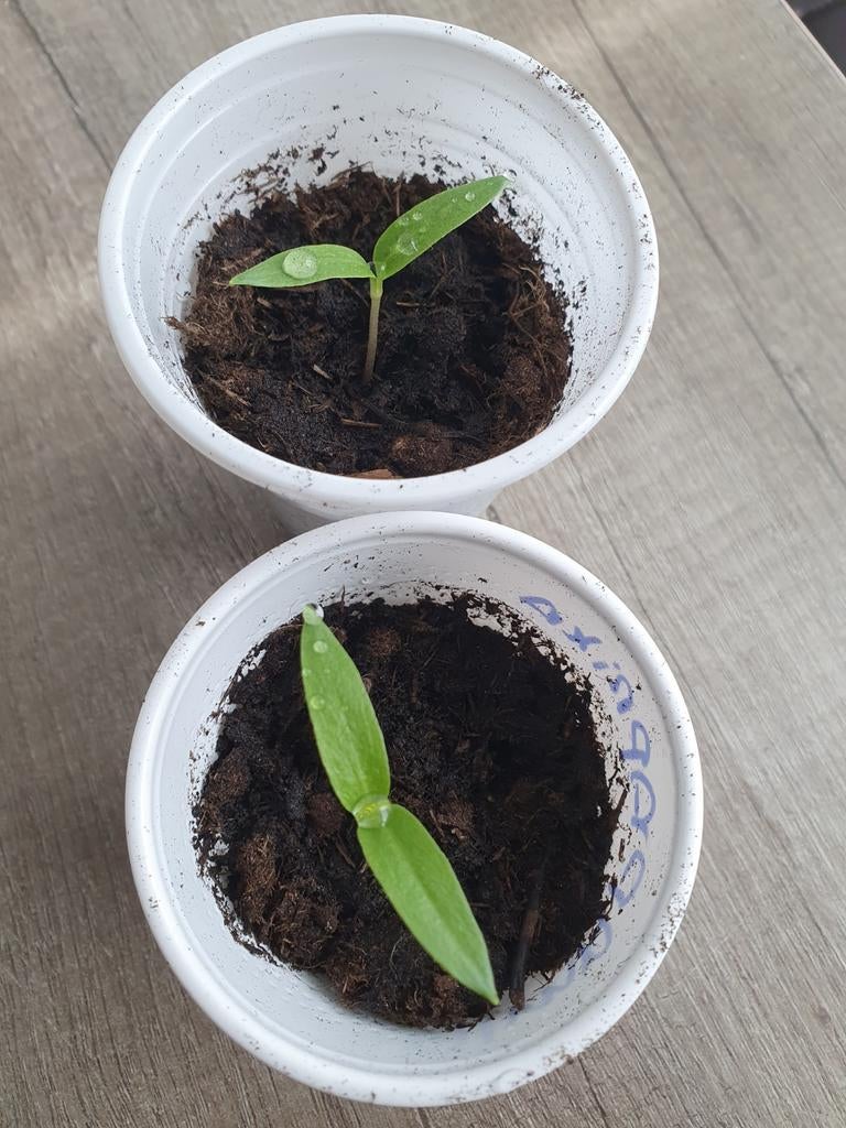 moestuinplatjes  hongaarse Alma paprika  peper plantjes, Ophalen, Eenjarig, Groenteplanten, Volle zon