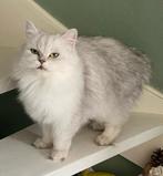 Poes. Pers x Ragdoll, Dieren en Toebehoren, Katten en Kittens | Overige Katten, Poes