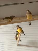 Goudamadines, Geslacht onbekend, Kleurkanarie