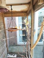 Gele kanaries, Dieren en Toebehoren, Vogels | Kanaries, Meerdere dieren, Kleurkanarie