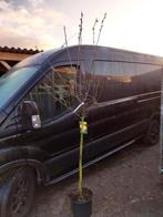 Kweeperen diverse soorten halfstam, Ophalen, Minder dan 100 cm, Lente, Overige soorten