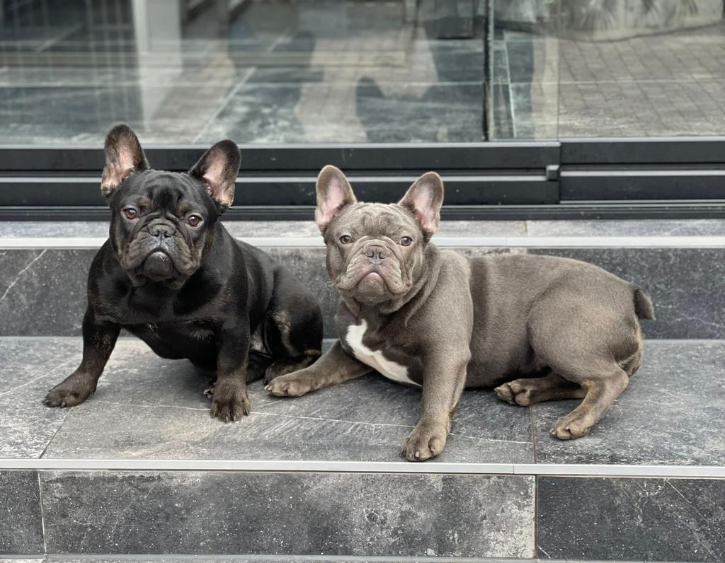 2 Prachtige Unieke Franse Bulldog Meiden Van Bijna 1jaar, Parvo, 15 weken tot 1 jaar, Teef, Bulldog