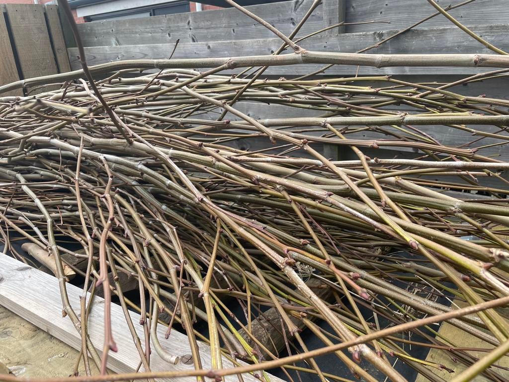 GRATIS af te halen. Wilgen takken, maar dan van de plantaan, Tuin en Terras, Planten | Bomen, Ophalen, Volle zon, Overige soorten