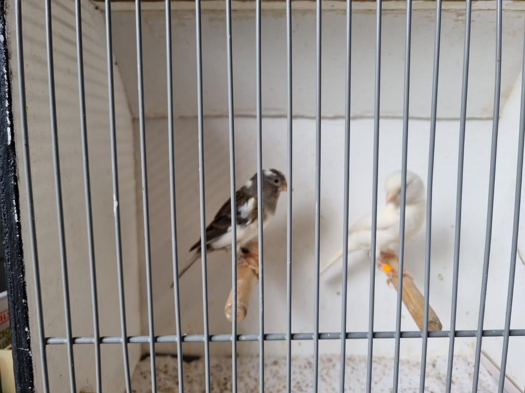 Kanaries te koop, Dieren en Toebehoren, Meerdere dieren, Kleurkanarie