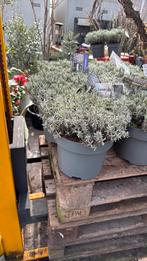 Lavendel top kwalitet grote pot top wortel top prijs 7,95, Volle zon, Vaste plant, Zomer, Ophalen