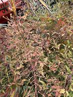 Nandina domestica grote planten de echte 80/90 cm pst 19,95, Vaste plant, Halfschaduw, Zomer, Ophalen