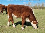 2 herefordstierkalveren, Dieren en Toebehoren, Runderen, Meerdere dieren
