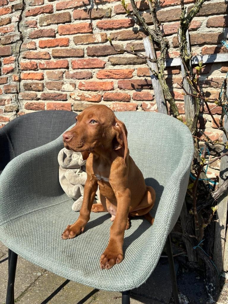 Vizsla reu puppies – energiek, lief en sociaal, Dieren en Toebehoren, Honden | Teckels en Dashonden, Parvo, Standaard, Reu, 8 tot 15 weken