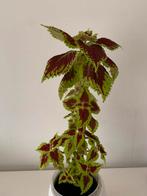 Coleus plant, Ophalen of Verzenden, Halfschaduw, Minder dan 100 cm