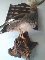 opgezette eend, Ophalen, Gebruikt, Vogel, Opgezet dier