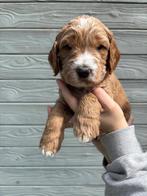 Australian labradoodle pups, Parvo, Nederland, Overige rassen, 8 tot 15 weken