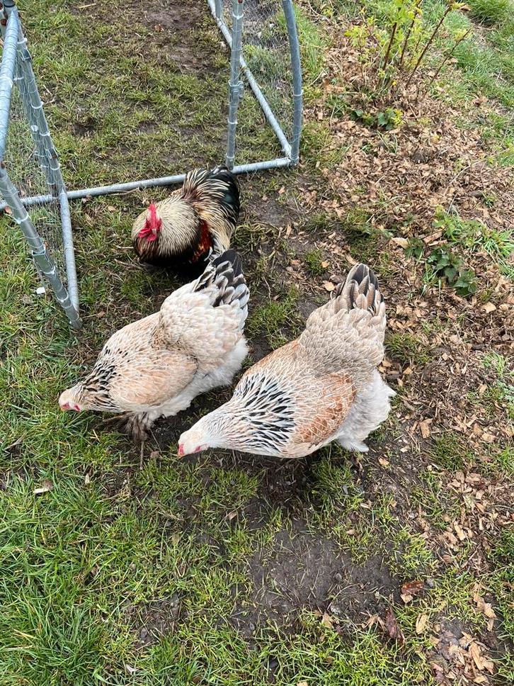 Raszuivere brahma hennen groot, Dieren en Toebehoren, Pluimvee, Kip, Vrouwelijk