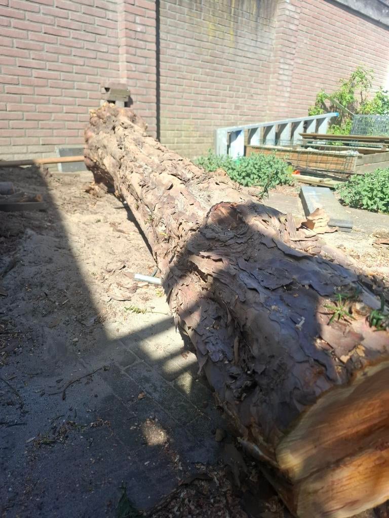 Mooie taxus stam, Ophalen