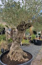 Blikvangers  oude olijfbomen   normaal  999 perstuk, Tuin en Terras, 100 tot 250 cm, Olijfboom, Zomer, Ophalen