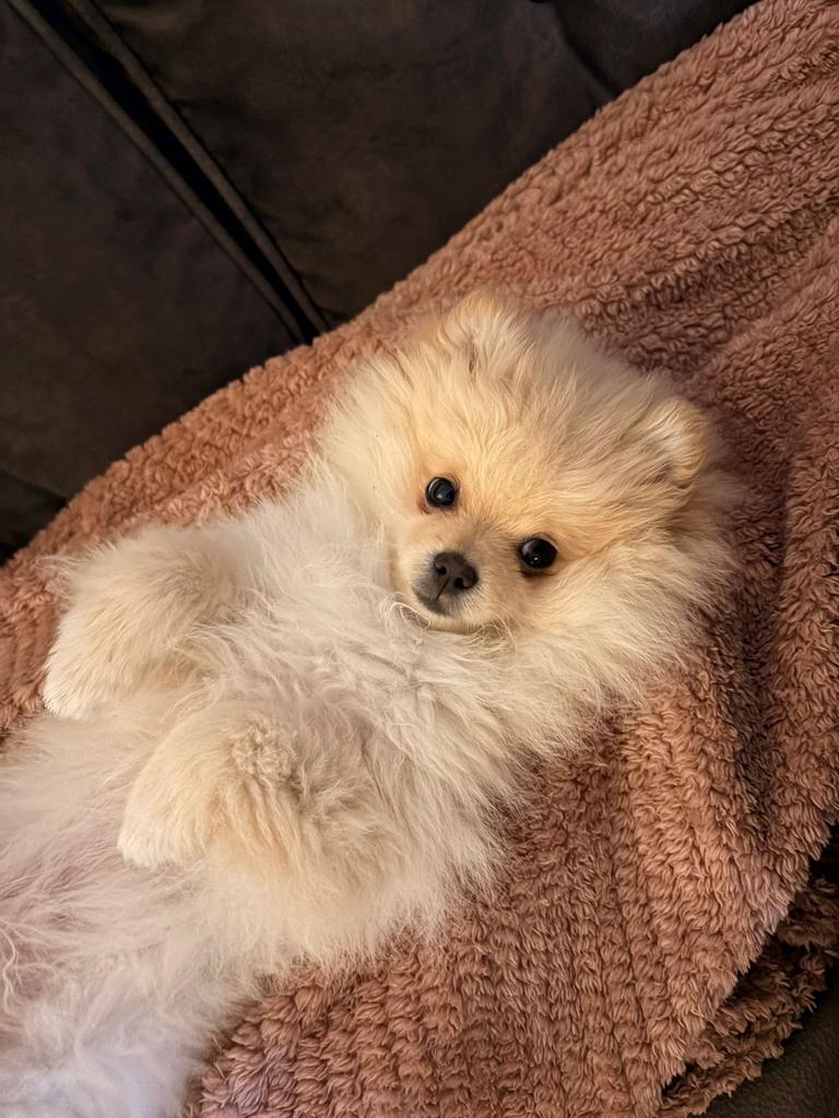 Pomeriaan pup, Dieren en Toebehoren, Honden | Poolhonden, Keeshonden en Oertypen, Keeshond, Reu, 8 tot 15 weken, Parvo