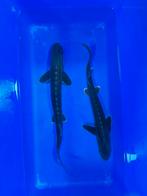 Transmontanus Steur 40-50 cm, Dieren en Toebehoren, Vissen | Vijvervissen, Steur