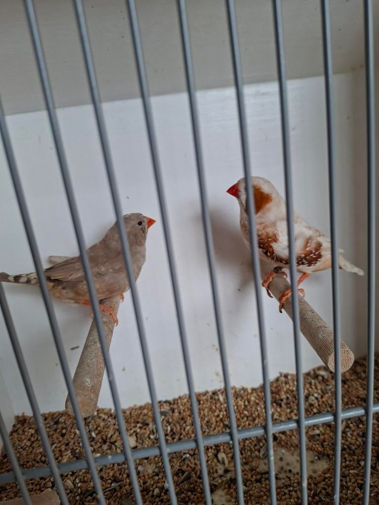 Koppel zebravinken, Dieren en Toebehoren, Meerdere dieren