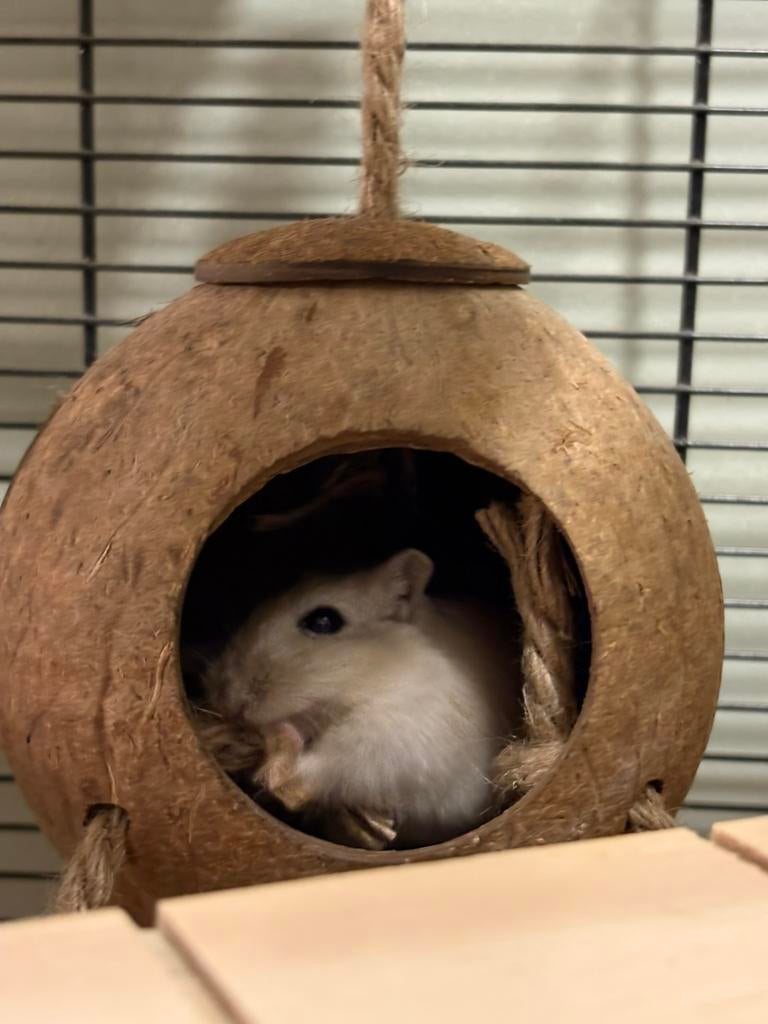 Gerbil vrouwtje, Dieren en Toebehoren, Knaagdieren, Vrouwelijk, Overige typen, Augustus, Tam