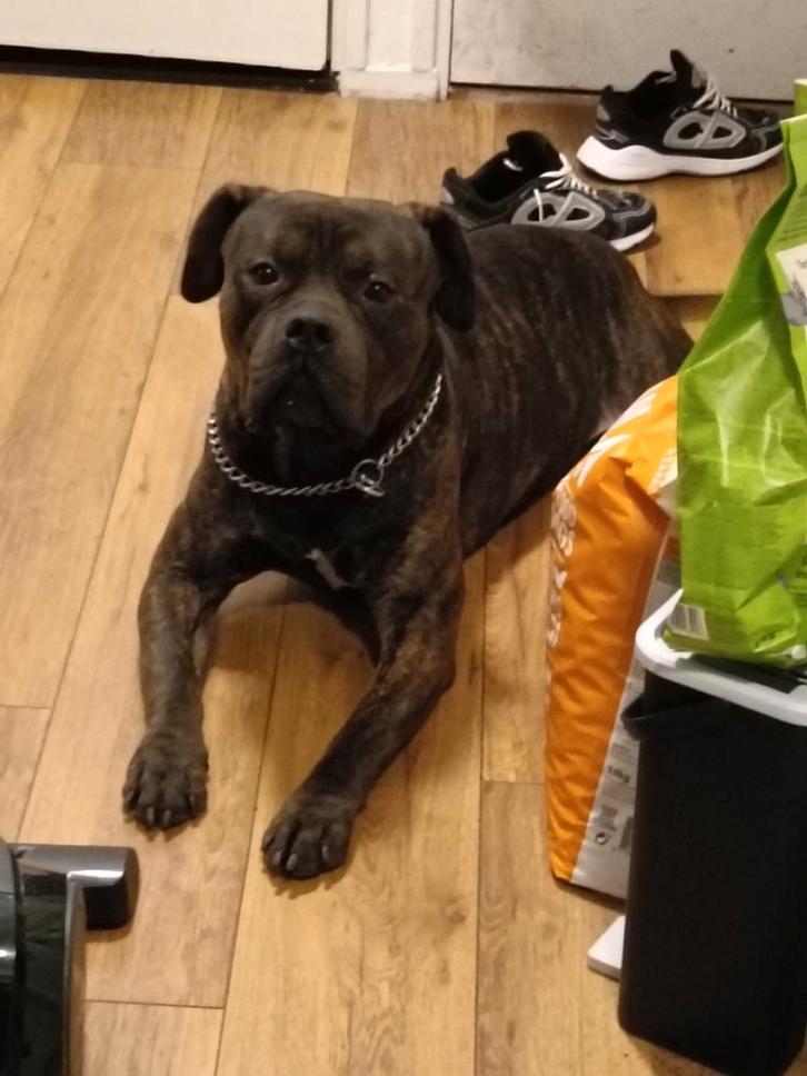 Amerikaan bully xl, Dieren en Toebehoren, Honden | Dekreuen, Reu, Particulier, Eén hond, Nederland, 1 tot 2 jaar