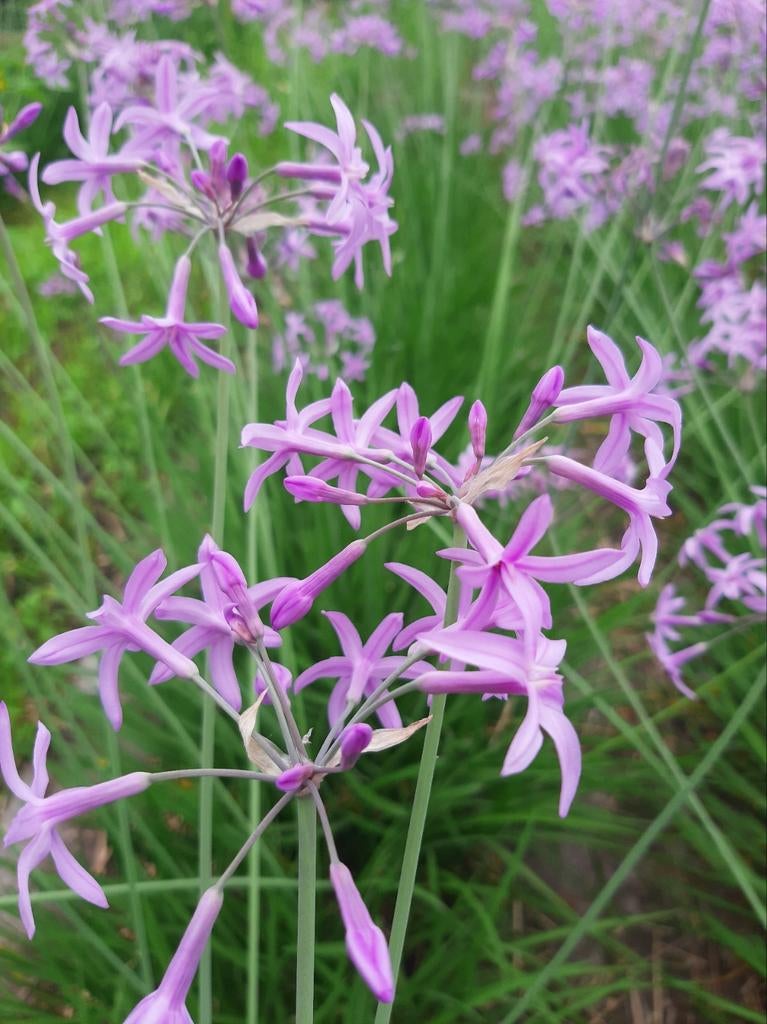 Moerasknoflook Temple Bio. Natuurlijk middel tegen slakken., Ophalen, Overige soorten, Volle zon
