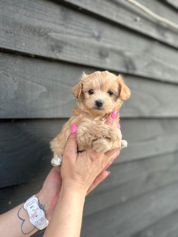 Hele kleine en super sociale maltipoo F1 puppys 🧸, Dieren en Toebehoren, Honden | Chihuahua's en Gezelschapshonden, Reu, Overige rassen
