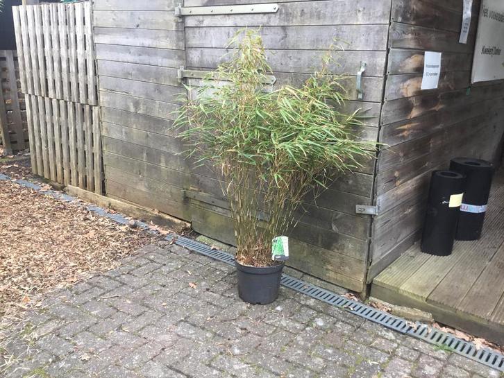 Fargesia Rufa, niet woekerende bamboe!!!, Tuin en Terras, Planten | Struiken en Hagen, Haag, Bamboe, 100 tot 250 cm, Ophalen