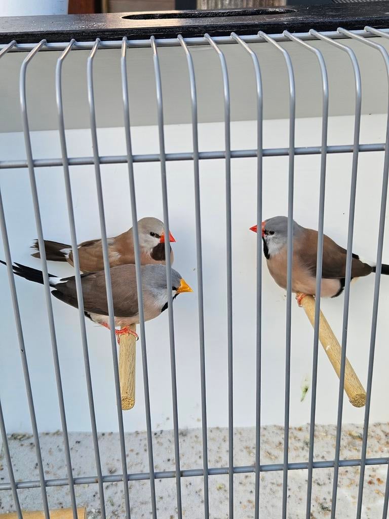 Gezocht gele kanarie pop of een witte pop, Dieren en Toebehoren, Vogels | Kanaries, Vrouwelijk, Kleurkanarie
