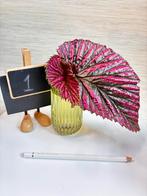 Begonia Brevirimosa ssp Exotica kopstek, Overige soorten, Minder dan 100 cm, Bloeiende kamerplant, Halfschaduw