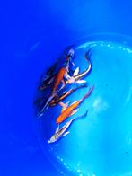 Butterfly koi 12-14 cm desgewenst bezorgd aan huis, Dieren en Toebehoren, Karper of Koi