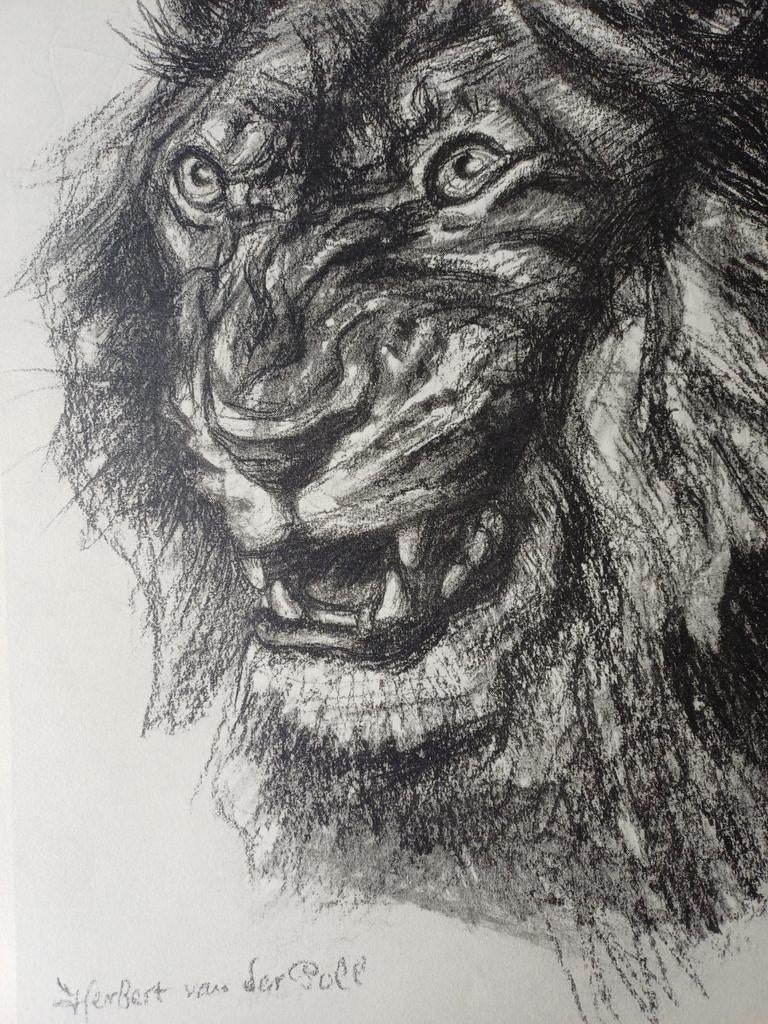 Litho Leeuwenkop, Herbert van der Poll voor € 25, Antiek en Kunst, Kunst | Litho's en Zeefdrukken, Ophalen